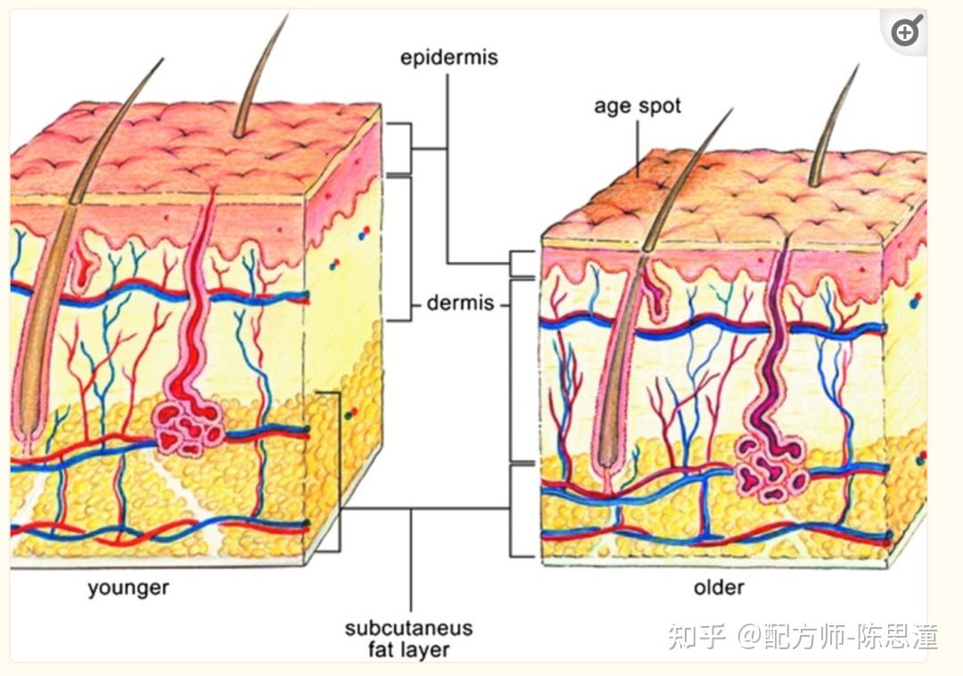 女性一过30岁，为什么衰老更快？ - 知乎