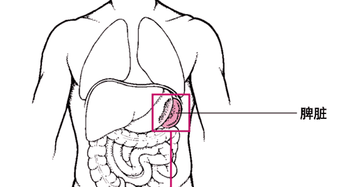 了解脾，养好脾 - 知乎