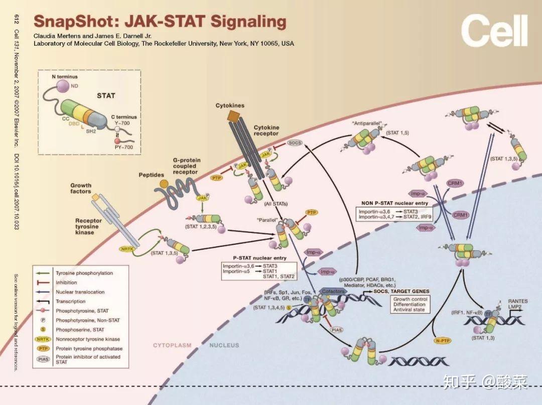 经典信号通路总结——JAK-STAT信号通路 - 知乎