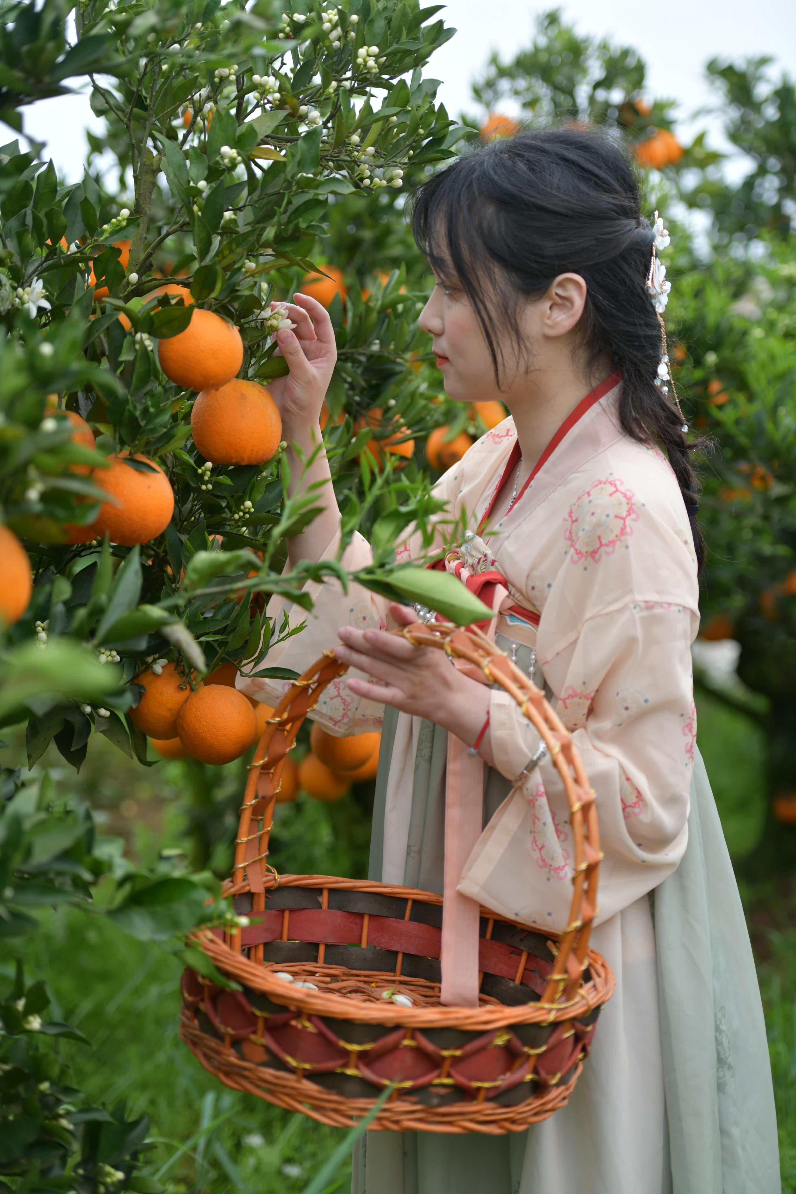 橙花树图片