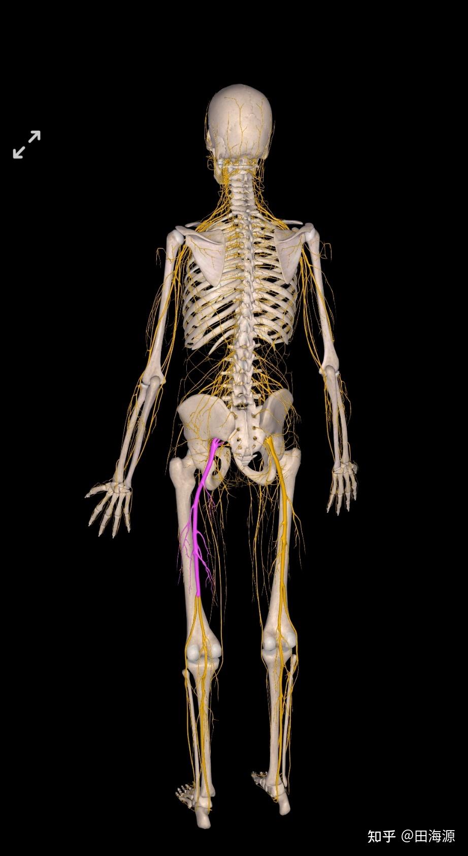 我们先要知道椎间盘和神经的关系,才知道下肢为什么会麻木?