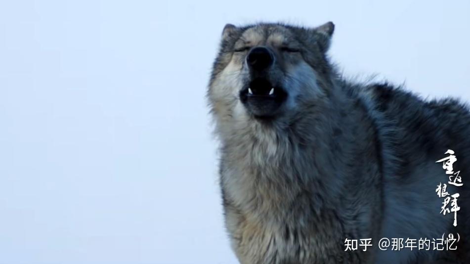 读《重返狼群》,被狼王格林看哭了,跨越物种的情,比人心更纯粹 - 知乎