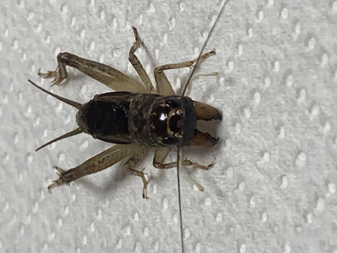 蟋蟀分享:紫黄大脖子,吃夹还夹 - 知乎