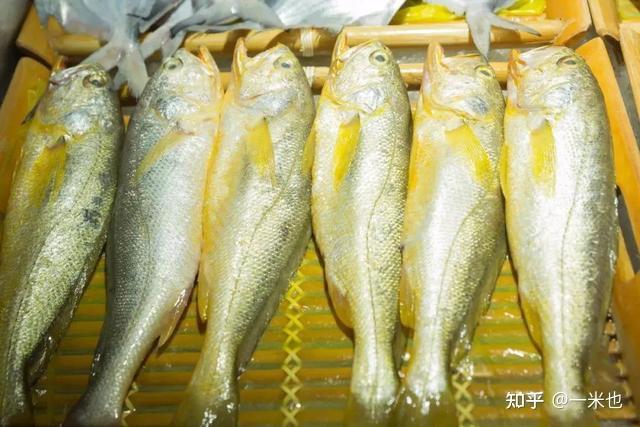 大陈黄鱼记忆中的年味