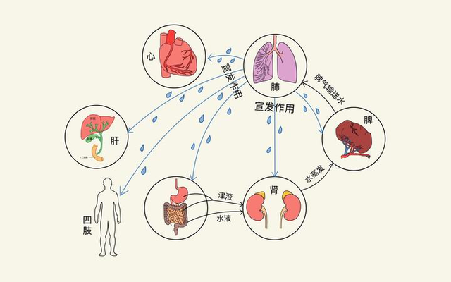 乐启生中医团队表示,若脾失健运,水液的吸收和输布就会出现障碍,从而