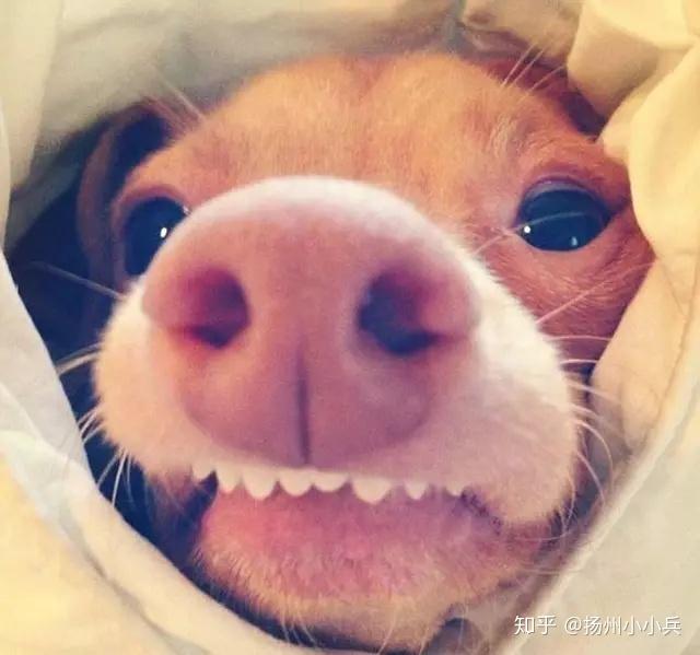 狗多少颗牙齿 v2-01b50b126f0b13de878fd01cdaf29153_r.jpg