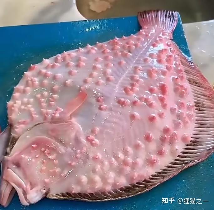 令人不安的多宝鱼,长满密集粉色肉刺!网友:日本进口?梅毒鱼? - 知乎