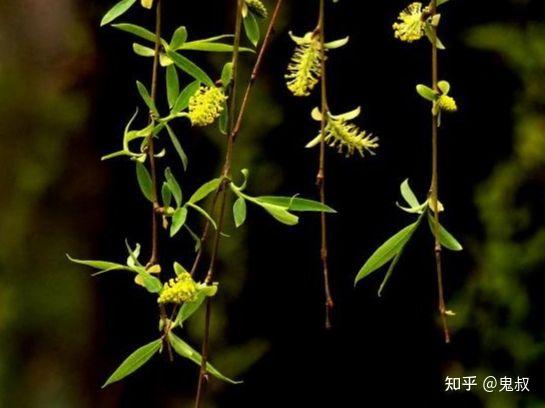 柳花 知乎