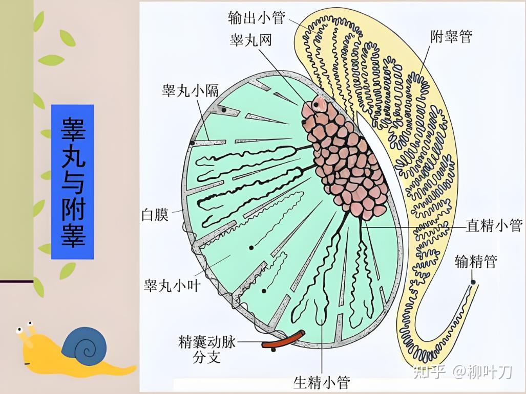 男人生殖系统图谱(图片+文字) - 知乎