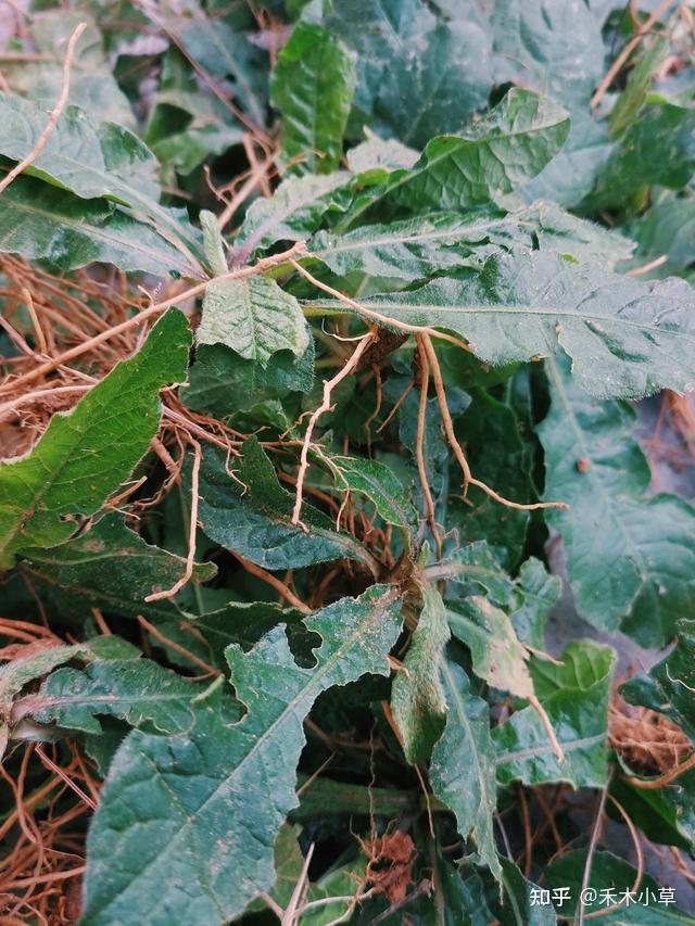 农村常见一种植物,具有清热下火功效,拿来煲汤也属于美味