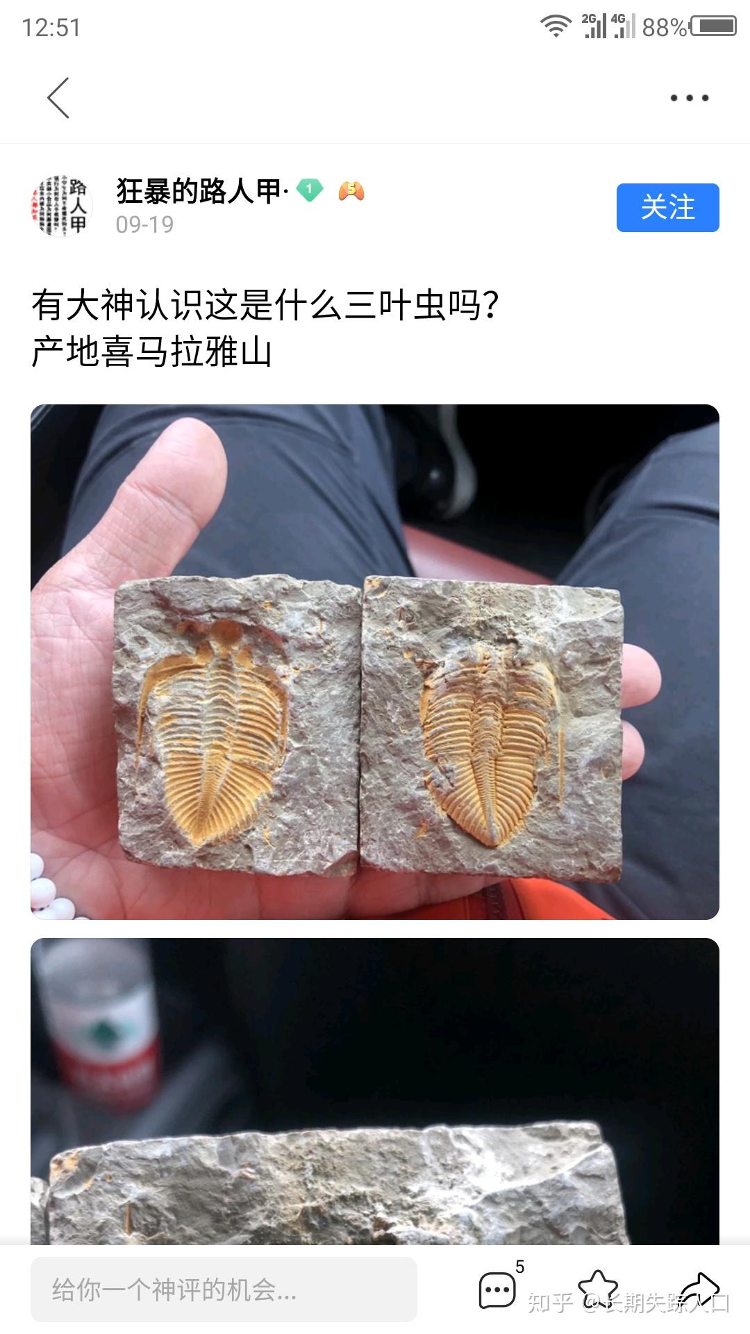 常见古生物化石王冠虫