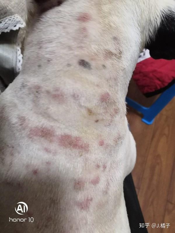 怎么看小狗得皮肤病 v2-01c87bdea3cc3981b12609933e4a1af3_r.jpg