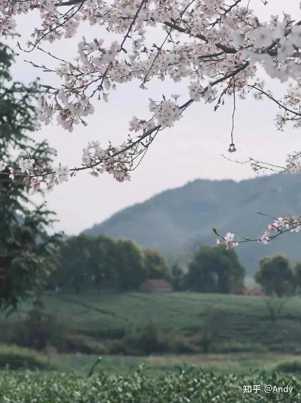 竹林图片高清 竹林风景图片大全高清 竹林壁纸高清版