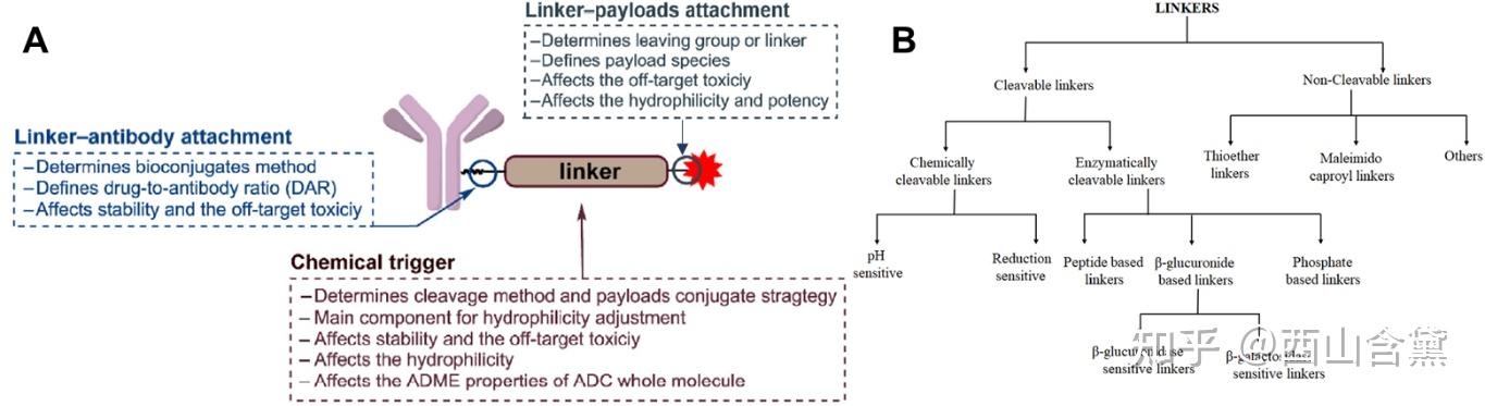 ADC中可裂解Linker的机制汇总 - 知乎