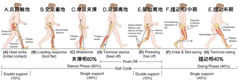 如何通过步态矫正,走出健康挺拔好身材 - 知乎