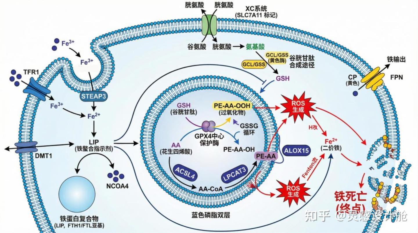 生物科研机制图怎么画?AI工具+提示词公式生成SCI期刊级配图 - 知乎