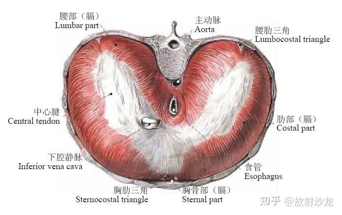 膈肌 食管裂孔图片