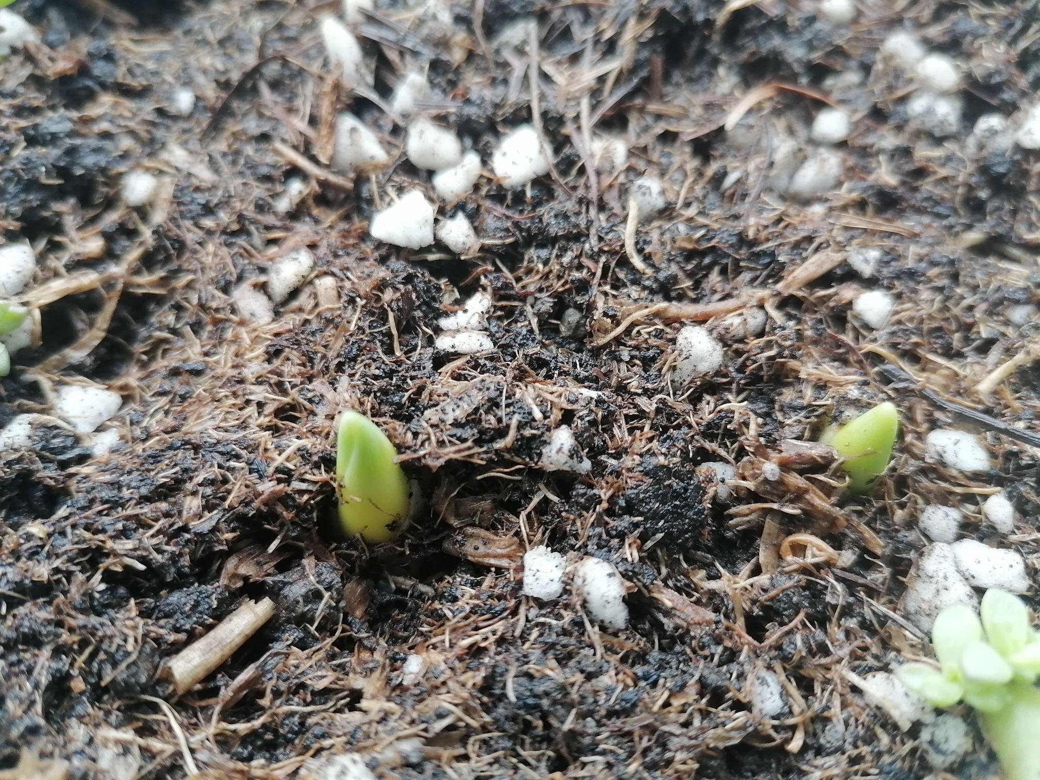 新手小白种郁金香(自然球 五度球) - 知乎