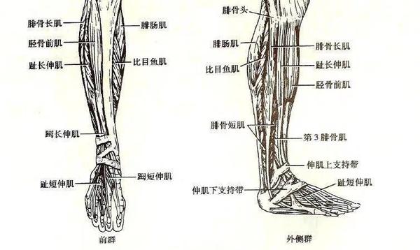 踮脚,一个温柔的养生动作!这样“踮”,帮你“按摩”五脏六腑 - 知乎