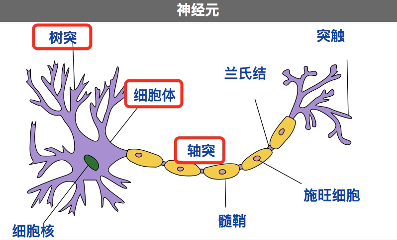 神经元