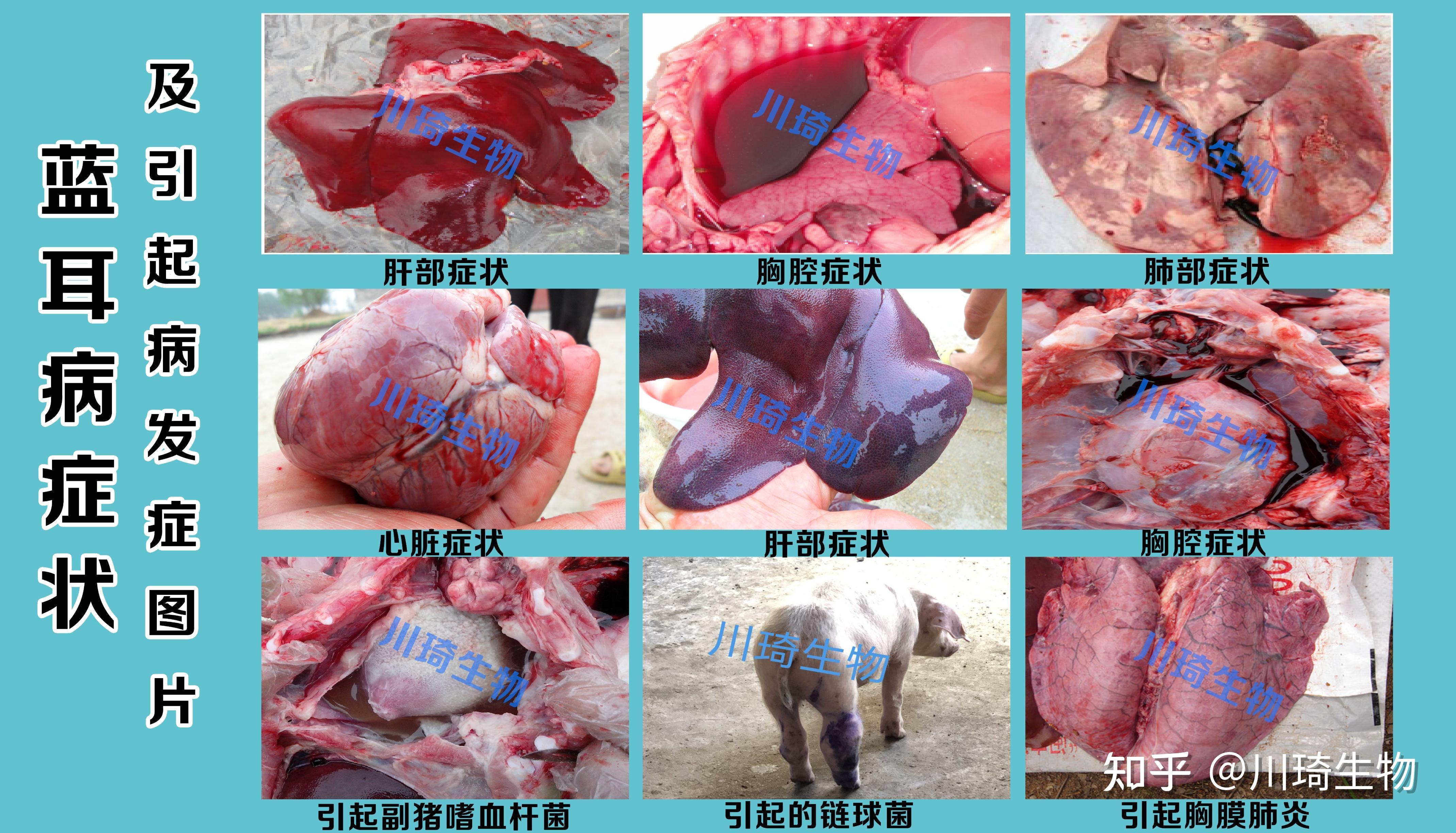 蓝耳病内脏解剖图图片