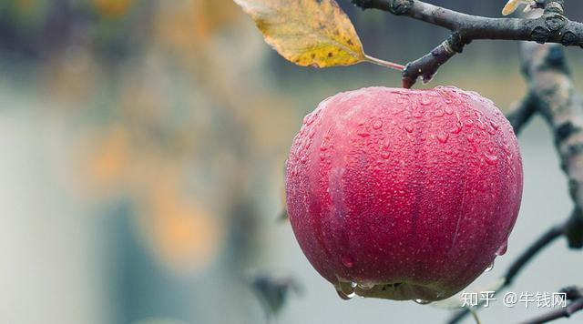 果期货近期较为强势,后视行情受到夏季雨水增