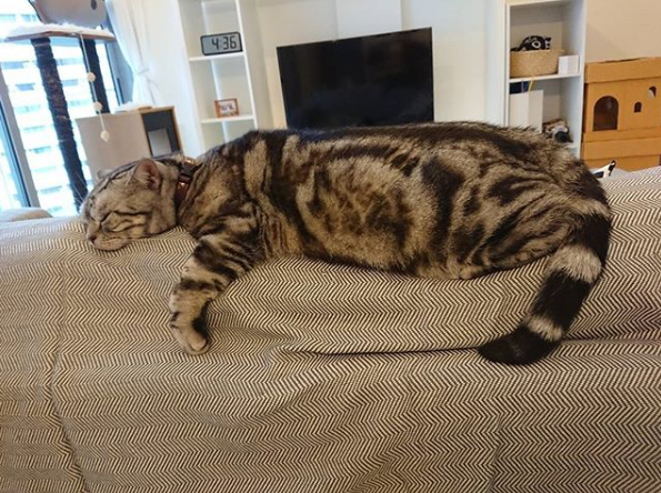 吸猫大会:美国短毛猫パズー