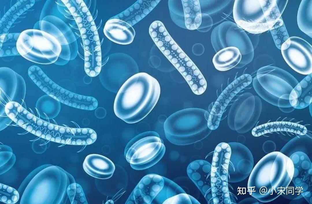 益生菌不是西药也不是中药是一种微生态免疫剂