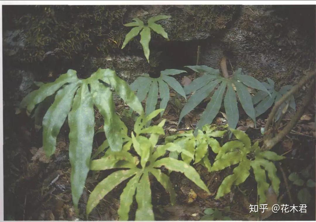 国家Ⅱ级重点保护野生珍稀植物扇蕨