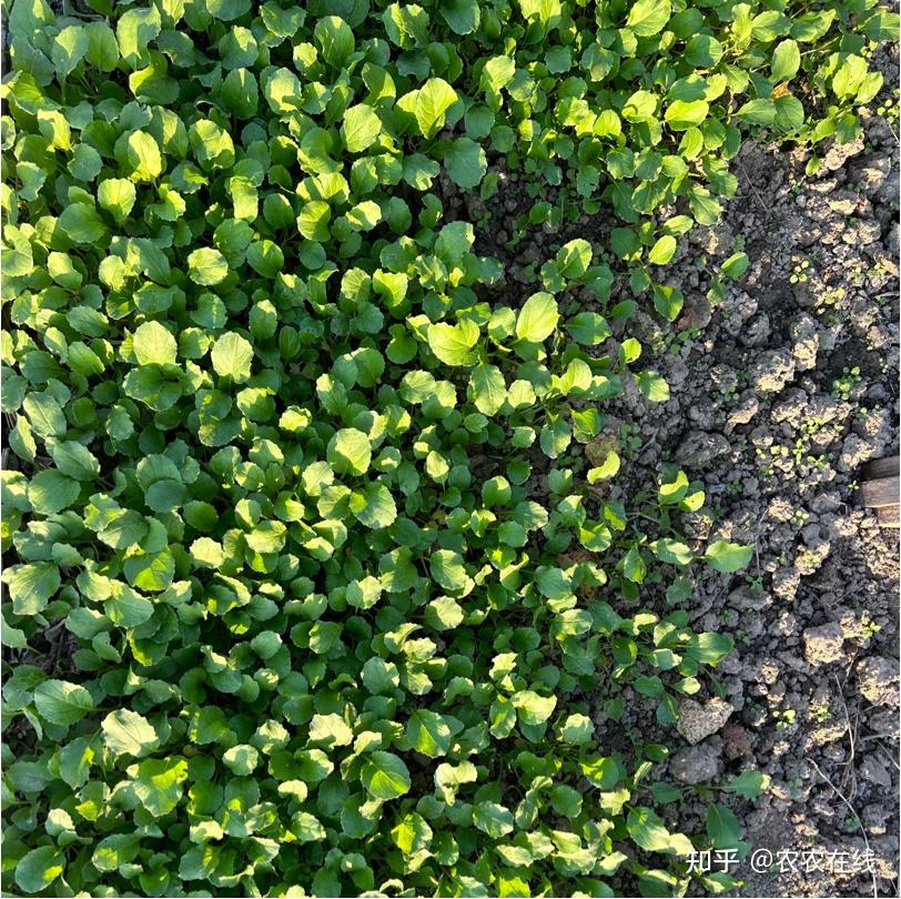 叶菜,豆类这些病虫害,不防治最影响产量!