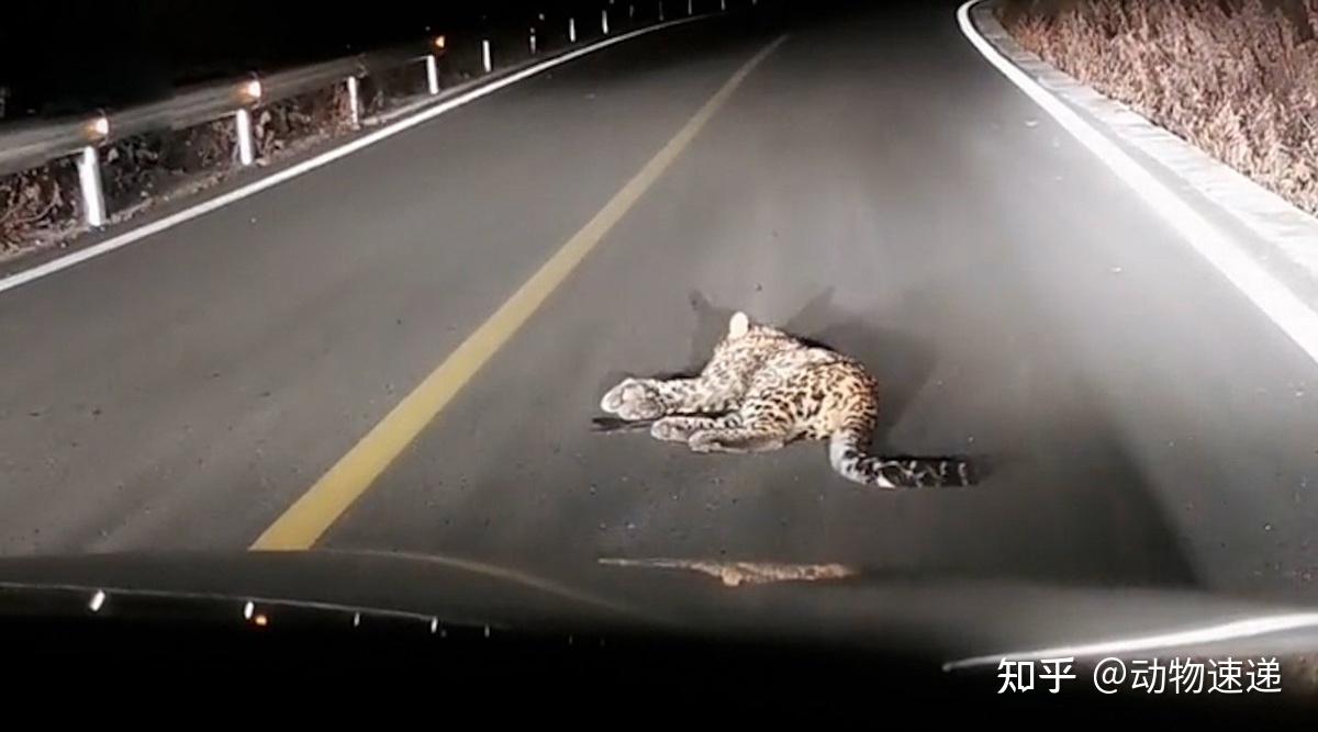 四川公路上的受伤豹子可能是杭州出逃那只吗专家直接否定了