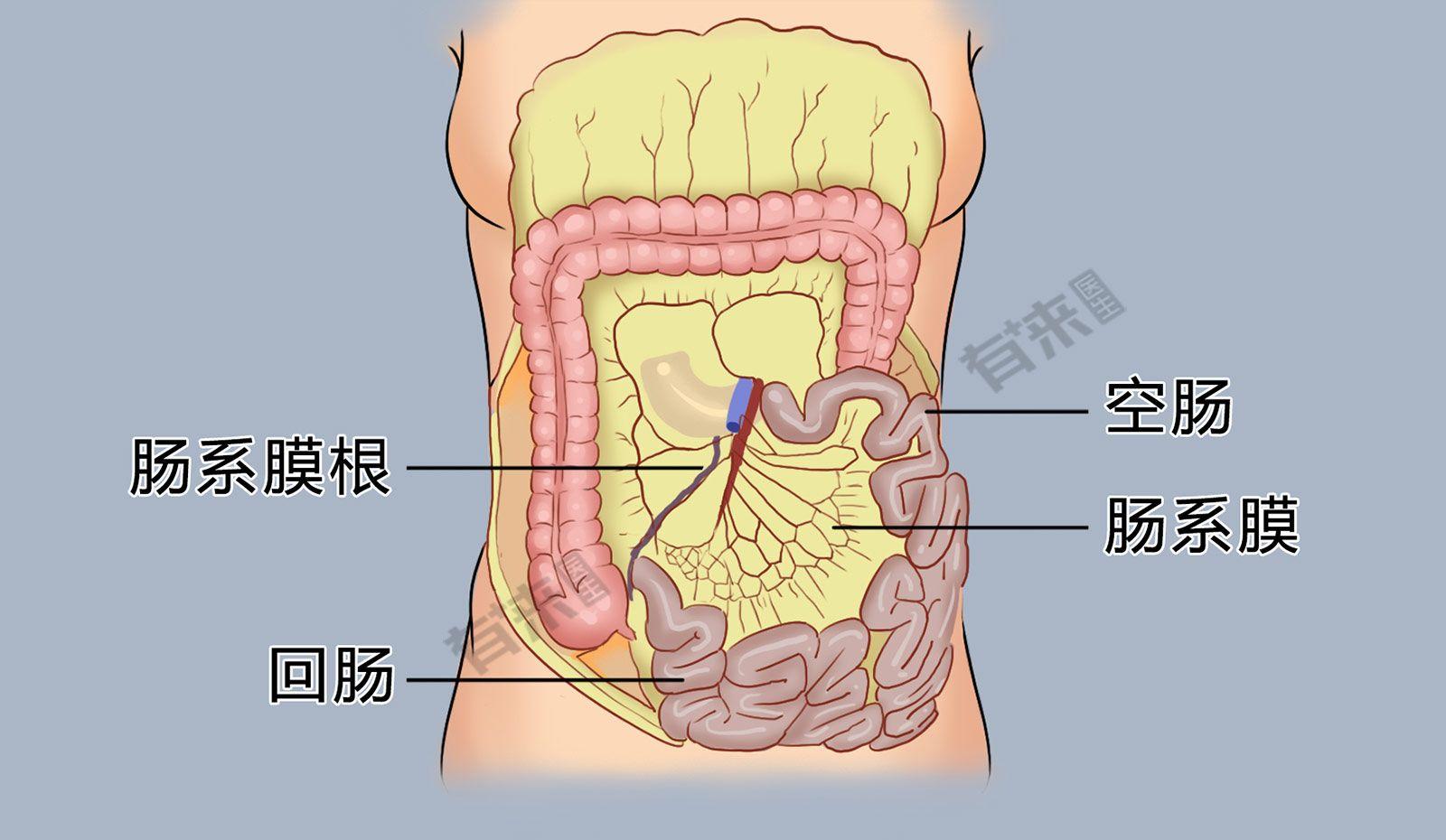 下腹部图解图片