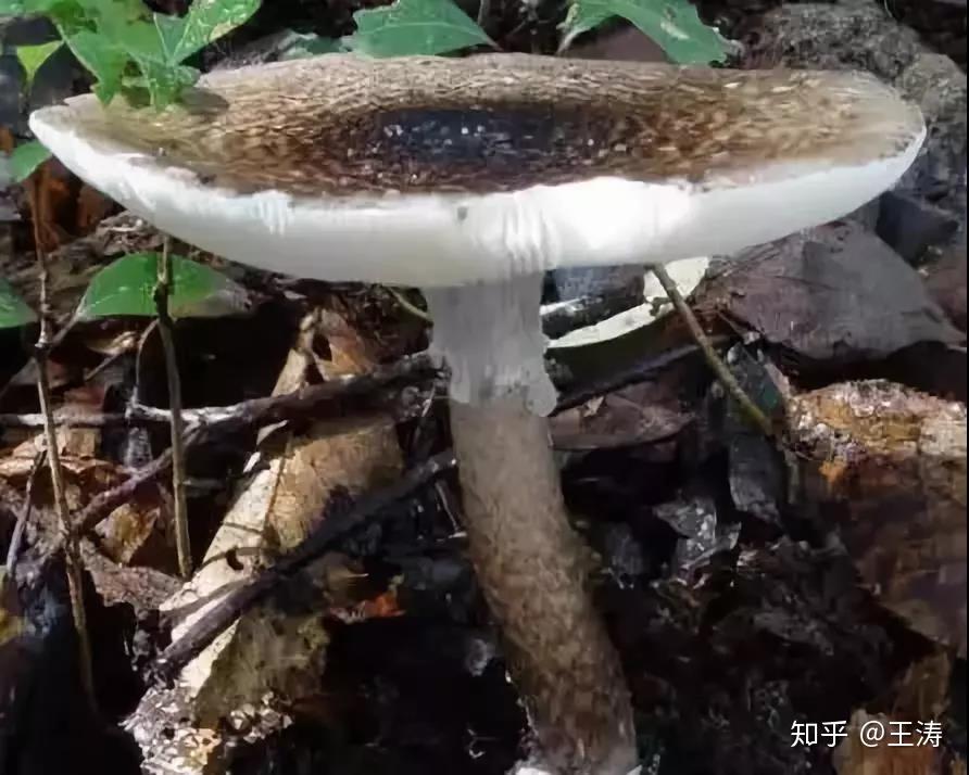 菌中唐门毒鹅膏