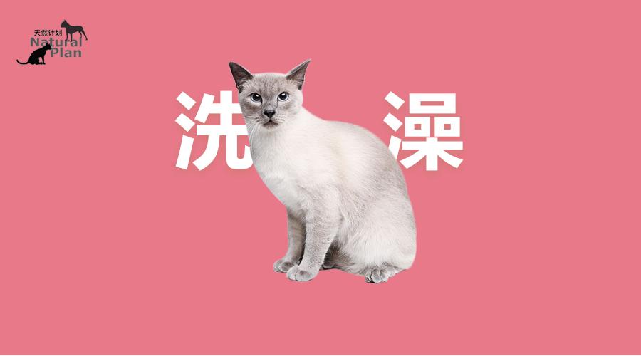 猫抗拒洗澡吗 v2-0226bb35a8b25158f49c0480061b74b3_1200x500.jpg