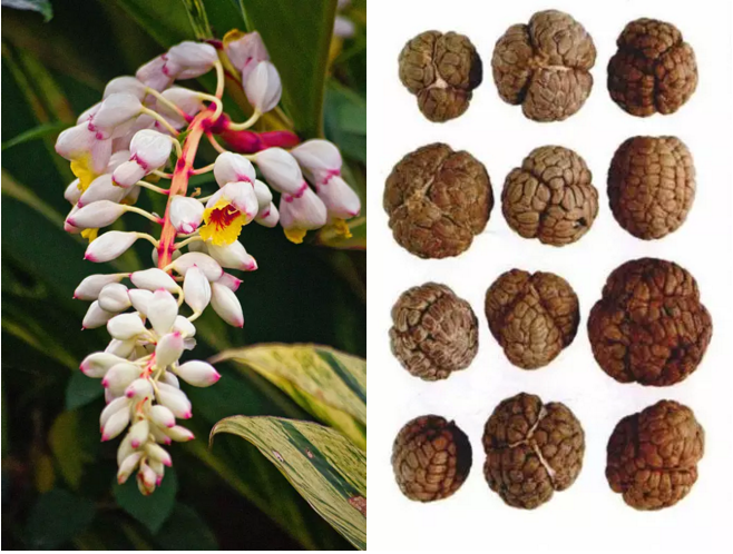 豆蔻年华的草豆蔻竟能健胃消食