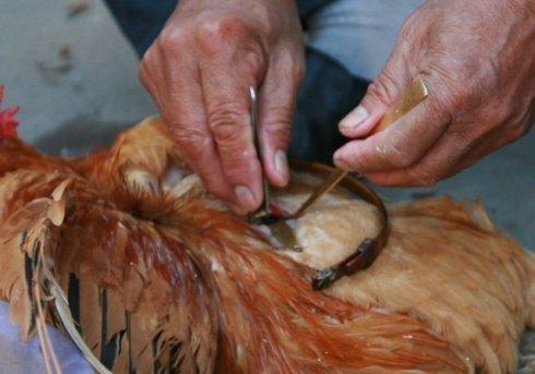 从中兽医视角浅析如何防治阉鸡术后感染