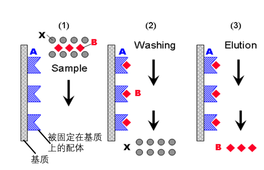 何为亲和层析洗脱液