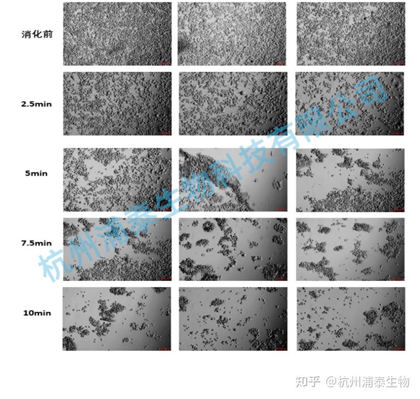 重組胰蛋白酶細胞消化液在細胞培養液中的應用