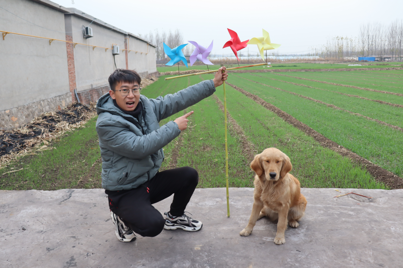 金毛把眼镜给弄坏了还狡辩小亮气坏了对它是一顿毒打真可怜