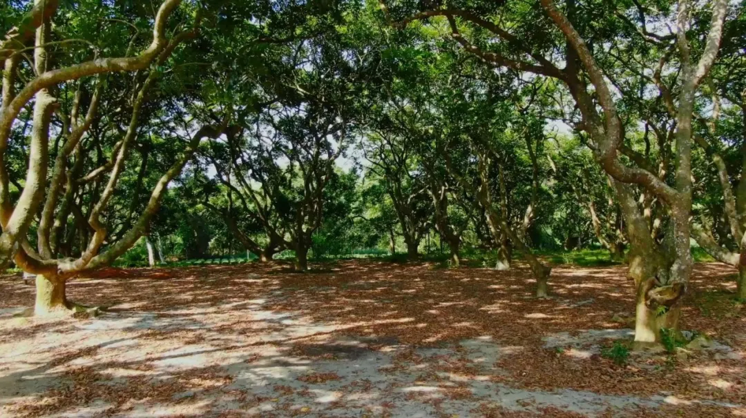 惠州旅游美食攻略这些线路一定要去一遍