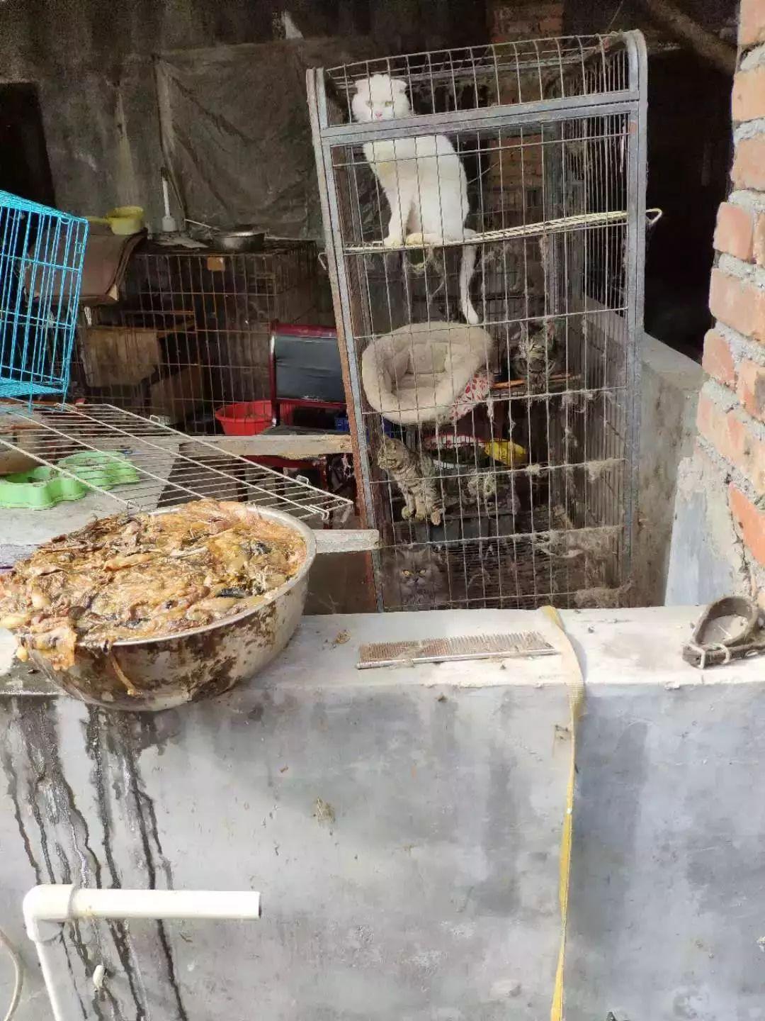 后院猫从繁殖场到火葬场只要一周