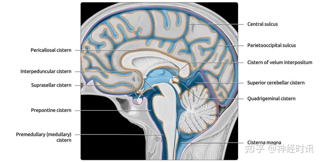 脑池及脑池周围解剖 史上最全