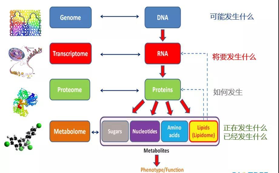 我們可以結合中心法則這麼進行理解(如下圖所示):1.