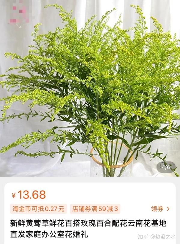 加拿大一枝黄花成浙江胡羊口中美味 这是咋情况? - 知乎