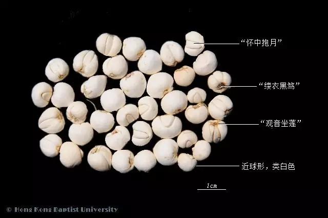 川贝是什么东西 zhuanlan.zhihu.com