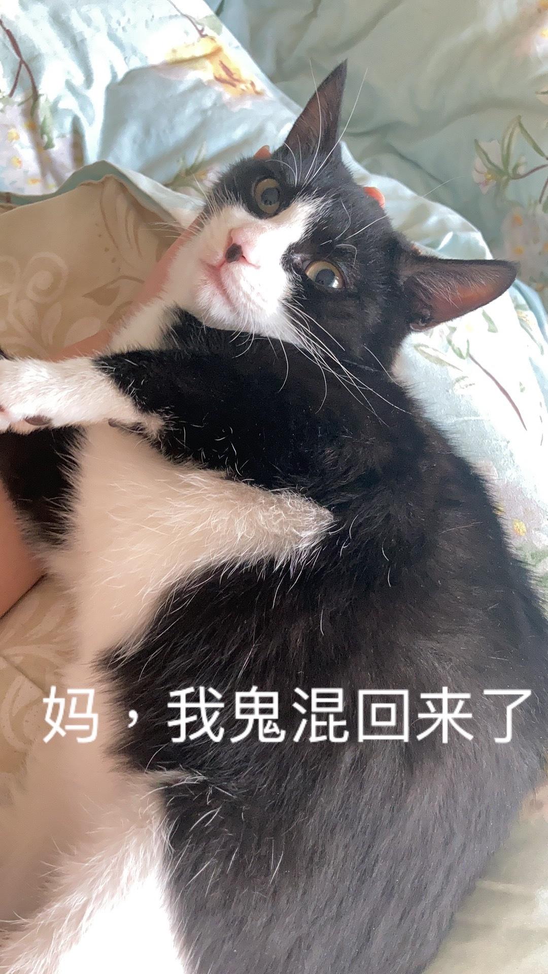 猫片狗片我鬼混回来啦