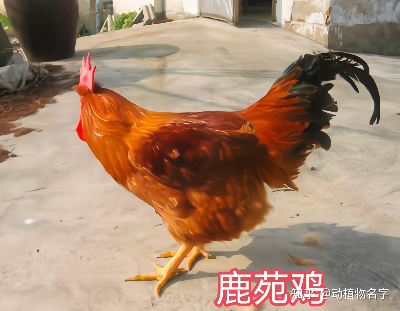 98图带你走进家鸡的世界,家鸡大全第二篇 - 知乎