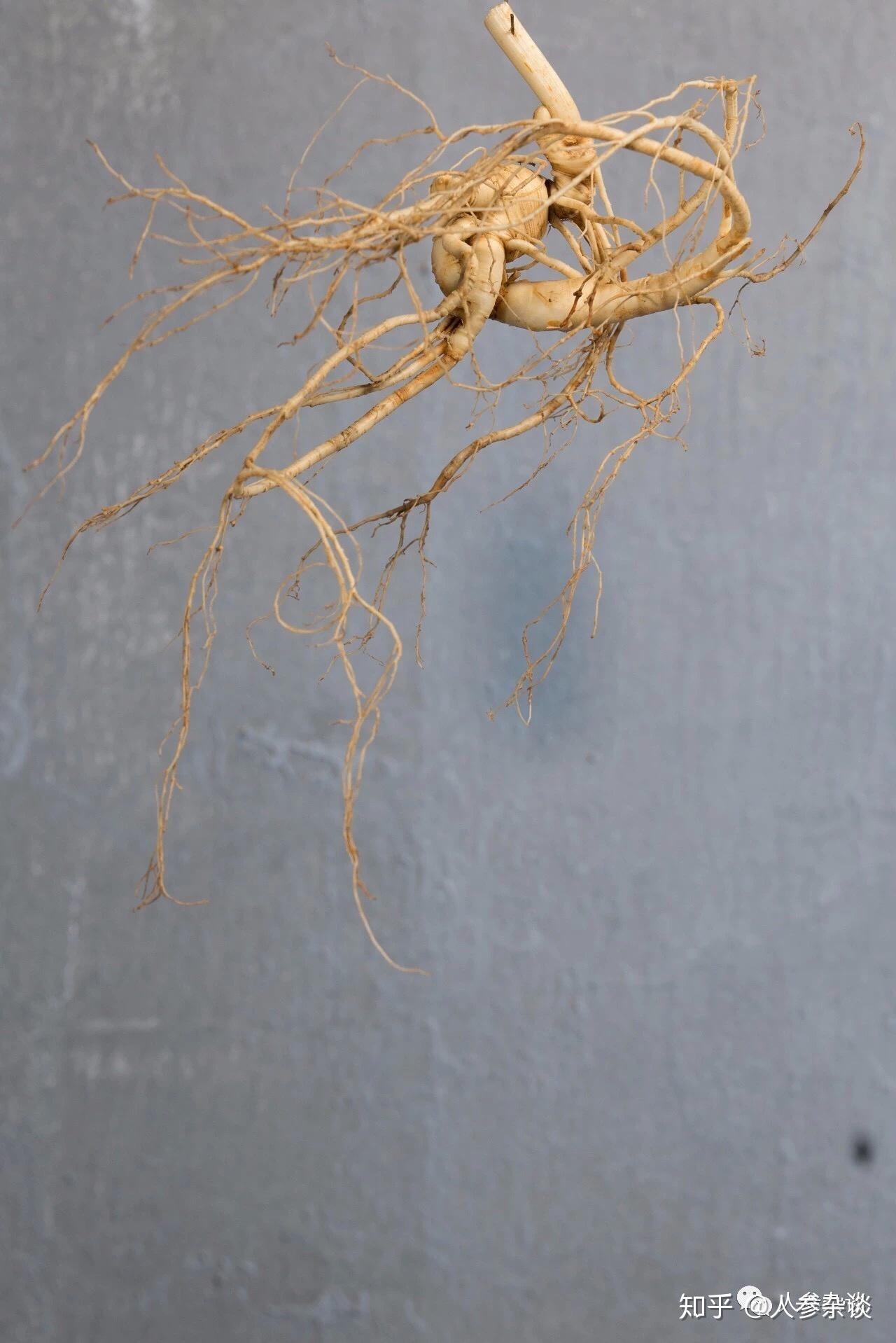 听说人参会跑？是真的吗？