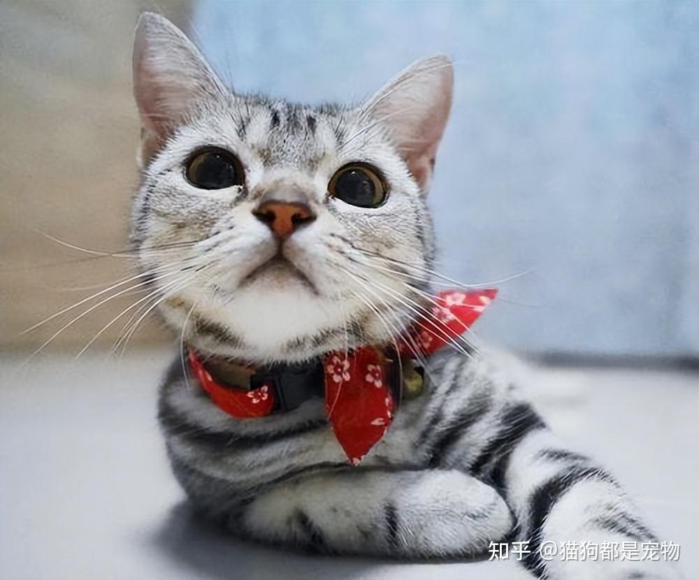 自查!这些特点，只有品种纯正的“美短猫”才拥有 - 知乎