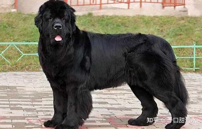 纽芬兰犬也是有黑颜色的,体型庞大但性情很好,没有什么坏脾气,让人